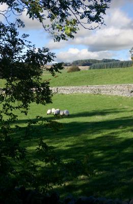 Countryside near forest of Ae