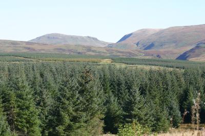 view over forest of Ae 