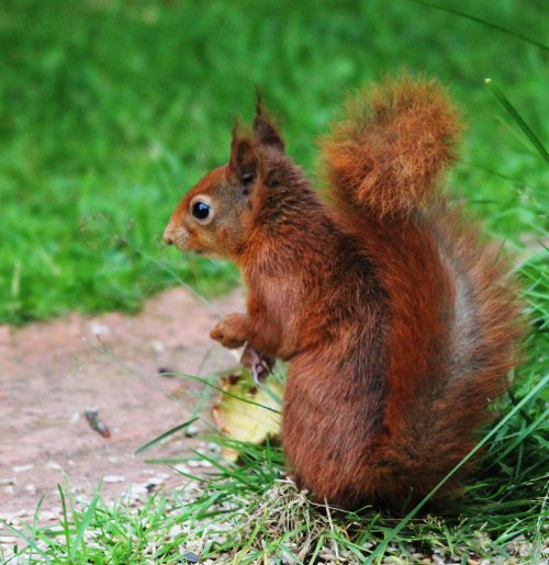 red_squirrels  