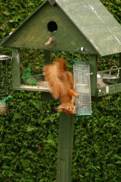 red_squirrels  