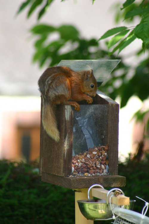 red_squirrels  
