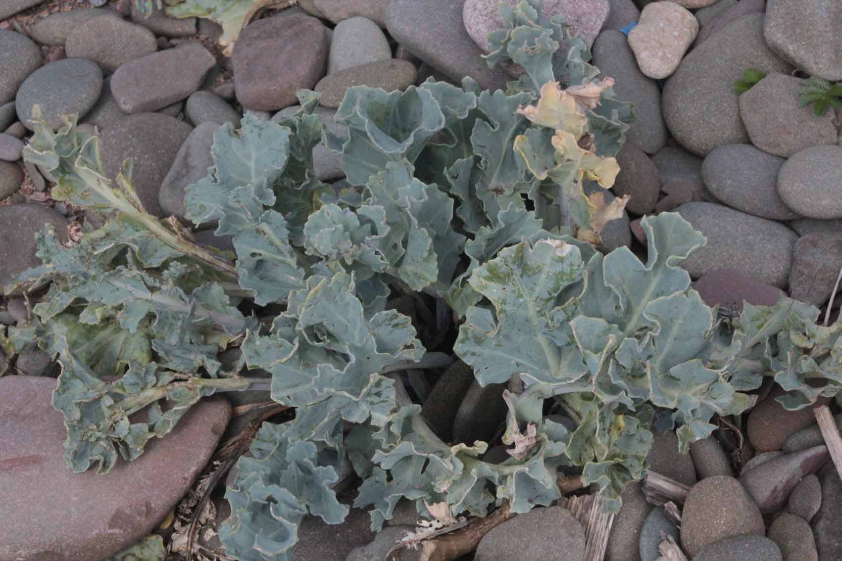 Sea Kale