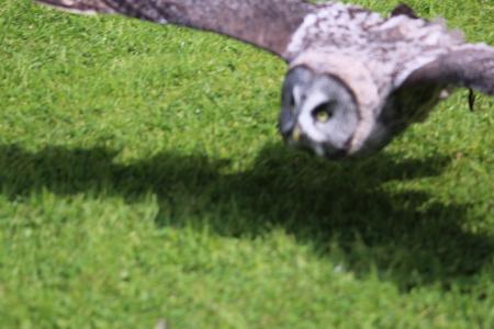 owl flying