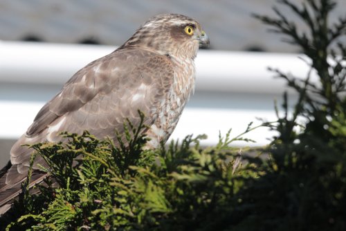Hawk in Garden