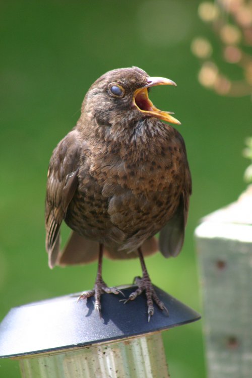 birds in garden 2016