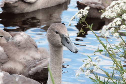 cygnets