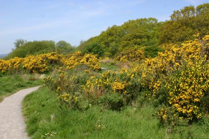 Path through Caerlaverock Reserve