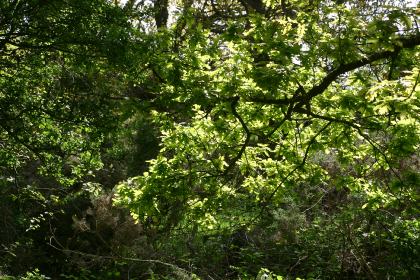 Woods Caerlaverock Reserve