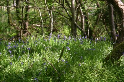 Woods Caerlaverock Reserve