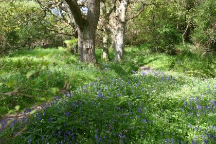 Path thro Woods Caerlaverock Reserve