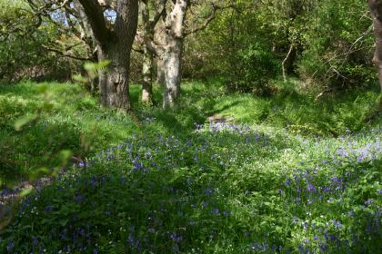 Path thro Woods Caerlaverock Reserve
