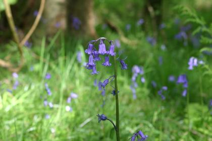 Blue bells