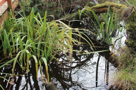 Caerlaverock  Reserve