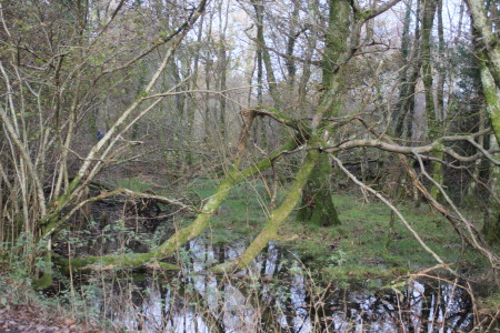 Caerlaverock  Reserve