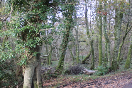 Caerlaverock  Reserve