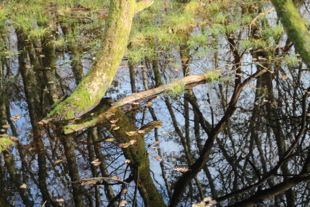 caerlaverock_reserve  