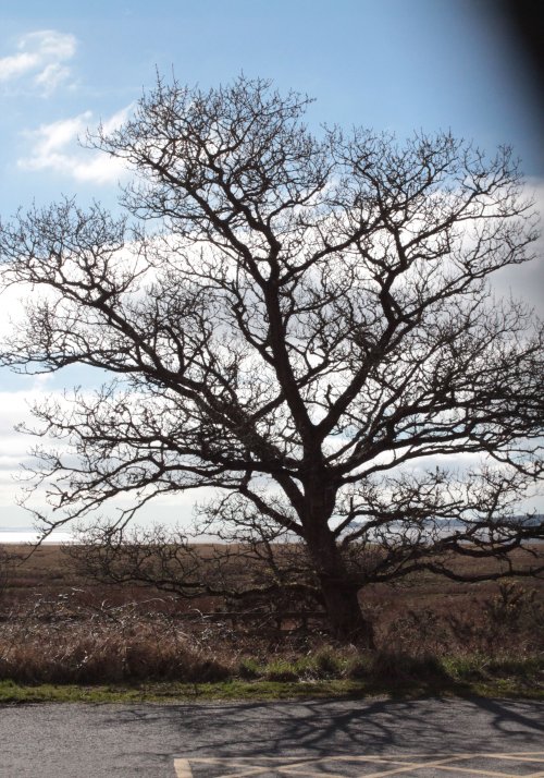 Tree At parking area