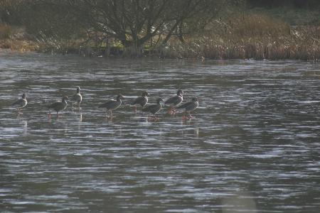 Geese on ice Castle Oer 