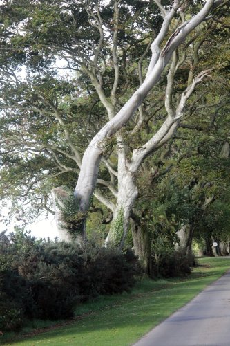  tree on Comlongon drive