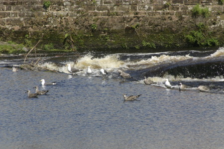 Gulls on The caul