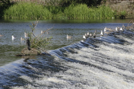 The Caul at Dumfries