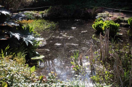 Pond in Chrighton gardens