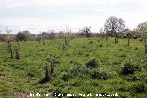 Lincluden Church orchard