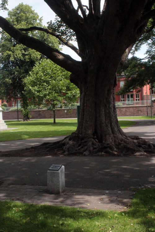 VIctoria centenary oak