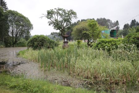 Ponds @ Samye ling