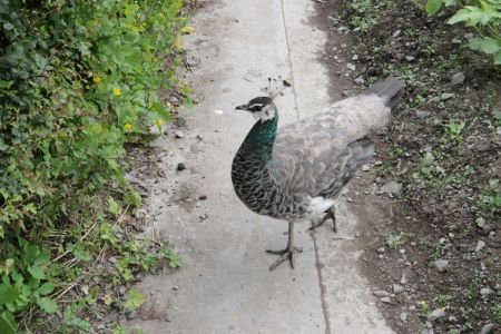 Peacock @ Samye ling