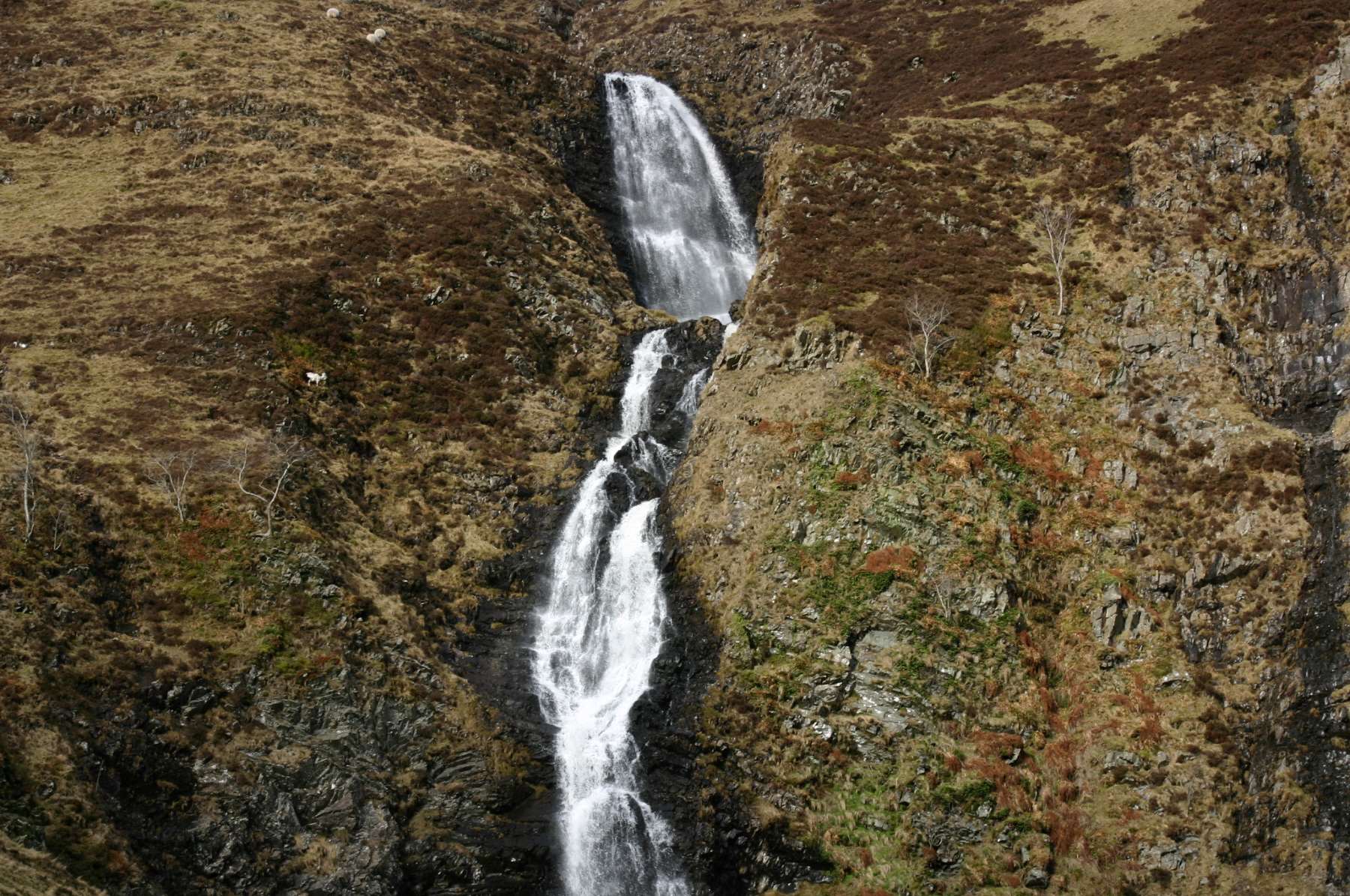GreyMares Tail 