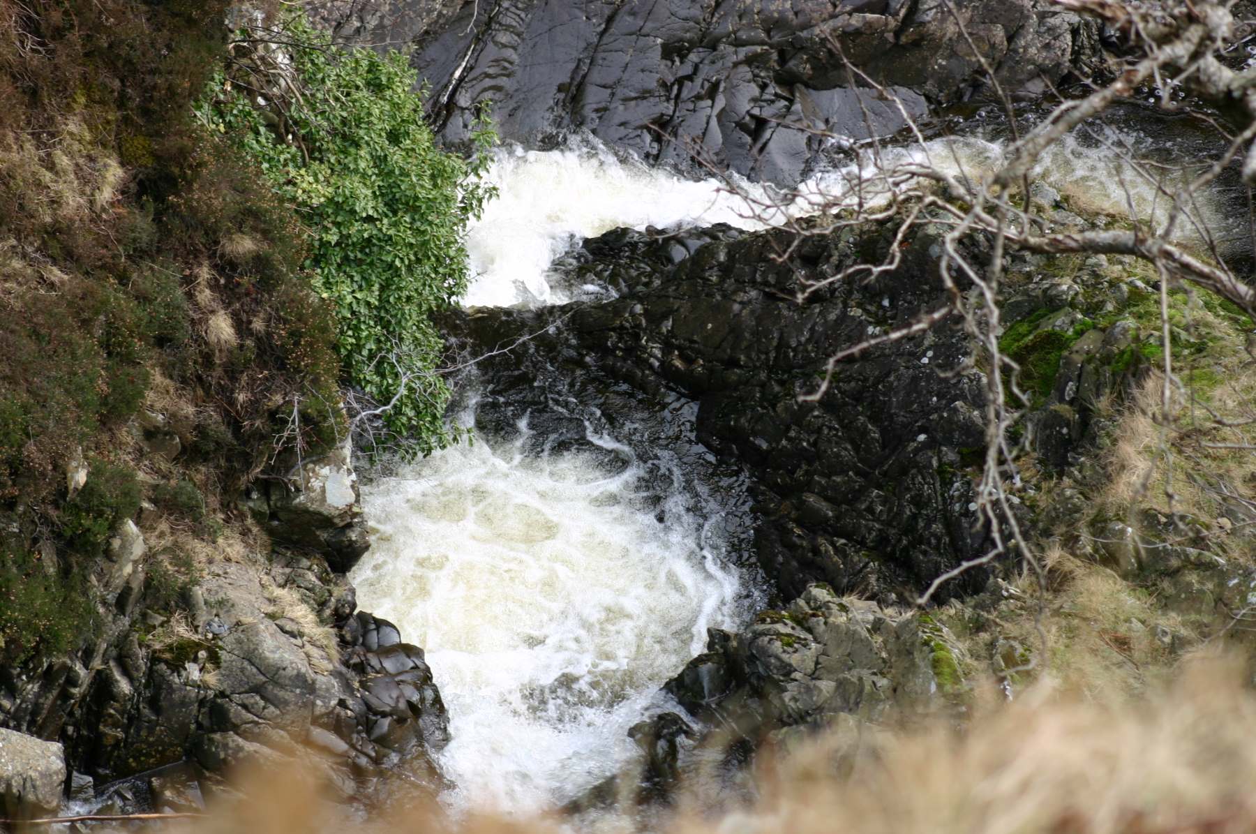 GreyMares Tail 