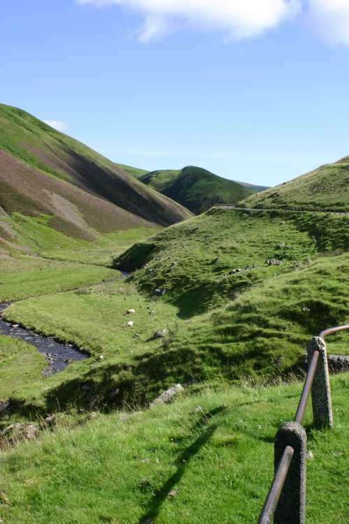 GreyMares Tail 