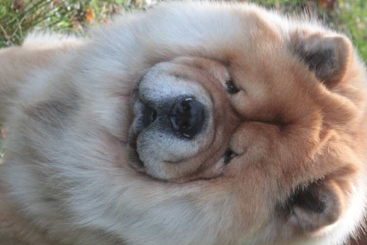 Happy dog at Holywood