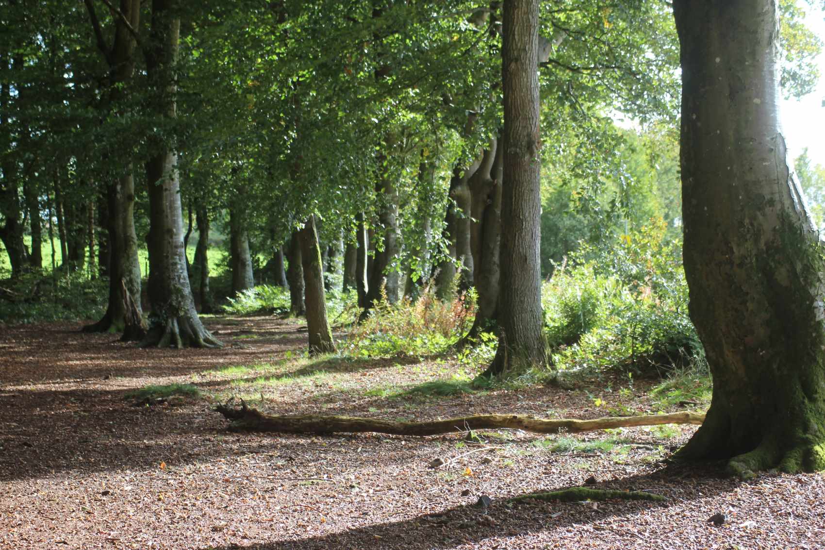 path through woodland Ocy 2017