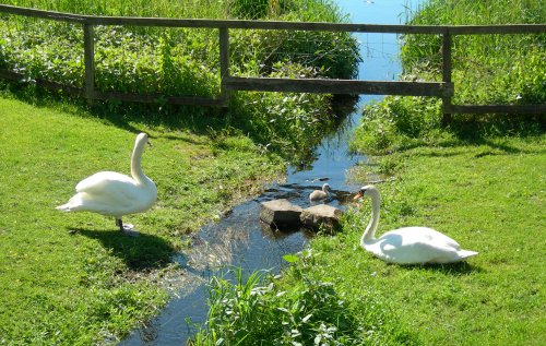 Swans on mill_loch 