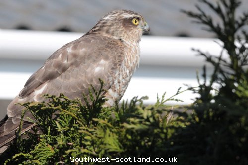 Bird of prey in garden