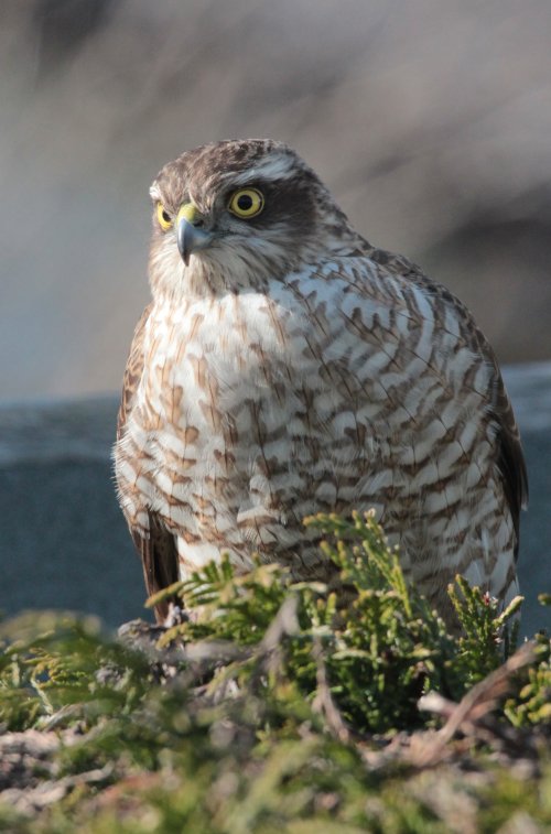 birds in garden 2016