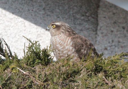 Hawk on hedge