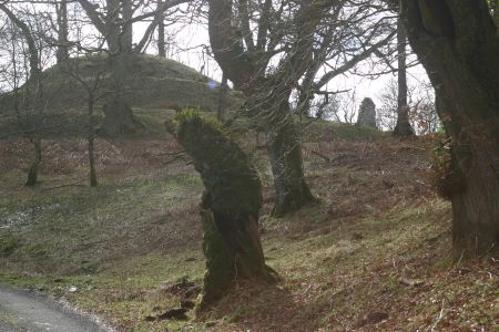 Blue bells in the plantation