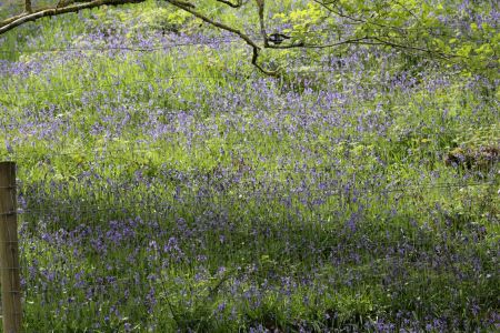 Blue bells in the plantation