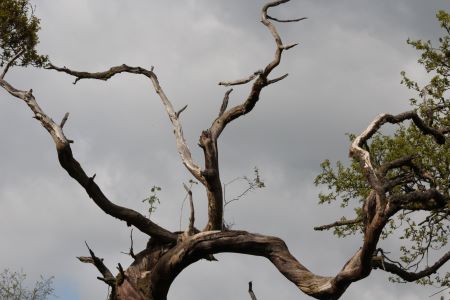 Tree Sculpture Lockwood