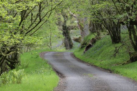 Road througk the Plantation