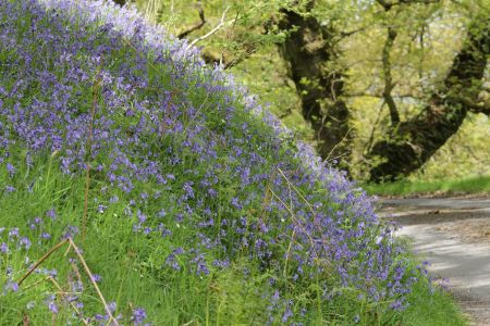 Blue bells in the plantation