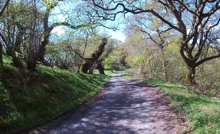 Lochwood plantation  May 2017
