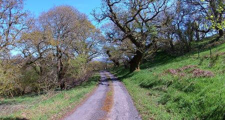 Lochwood plantation  May 2017