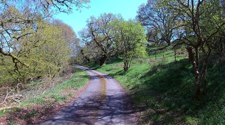 Lochwood plantation  May 2017