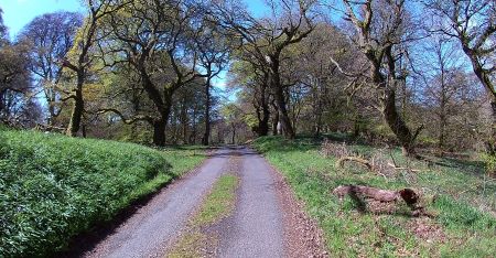 Lochwood plantation  May 2017