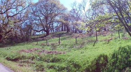 Lochwood plantation  May 2017