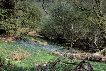 Lochwood plantation  May 2017